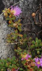 Lampranthus falciformis