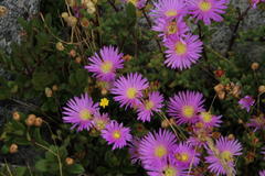 Lampranthus falciformis