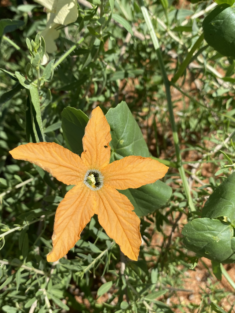 Momordica humilis