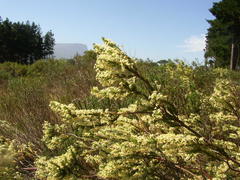 Struthiola striata
