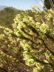 Struthiola striata