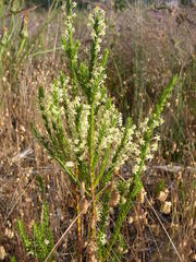 Struthiola striata