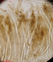 Plicariella
