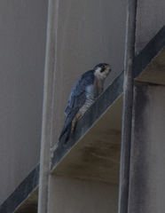 Falco peregrinus