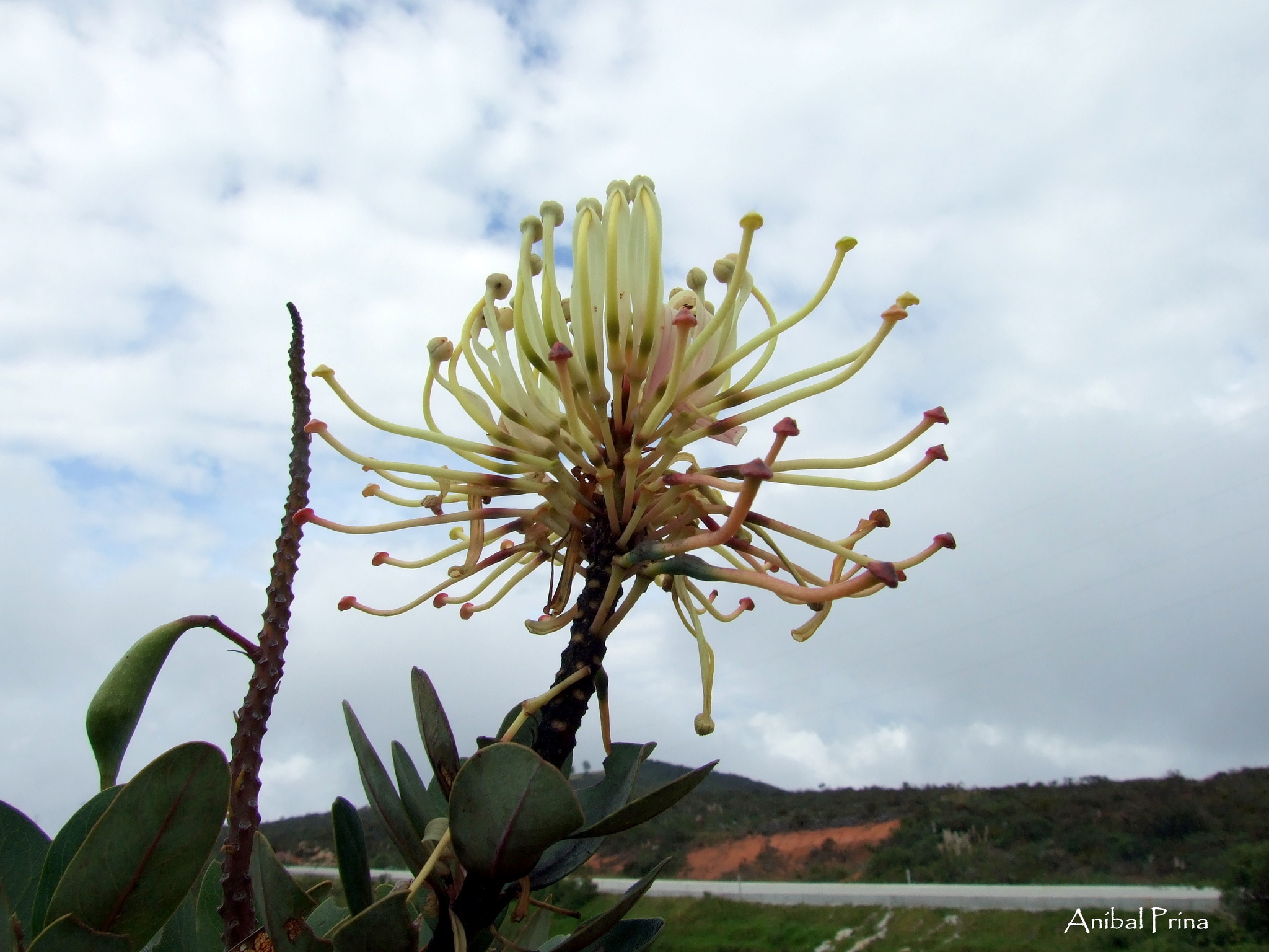 Oreocallis image