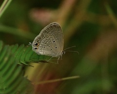 Euchrysops