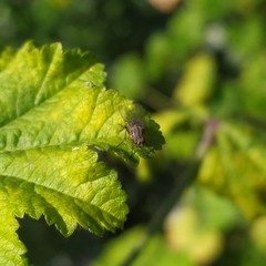 Anthomyia punctipennis