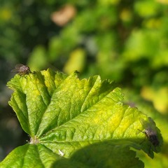 Anthomyia punctipennis