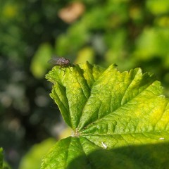 Anthomyia punctipennis