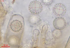 Plicariella