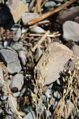 Draba hirta
