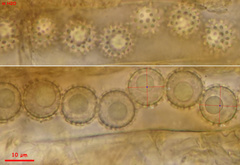 Plicariella