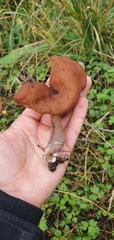 Gyromitra
