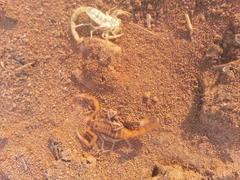 Uroplectes planimanus