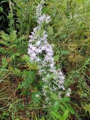 Liatris elegans