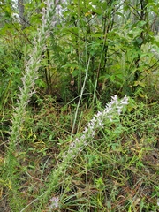 Liatris elegans