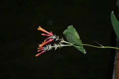 Lonicera cerviculata