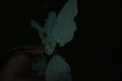 Lonicera cerviculata