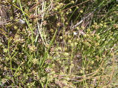 Thesium capitatum