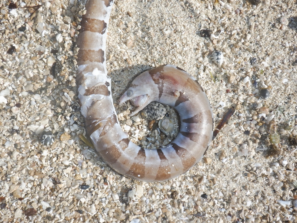 Banded moray