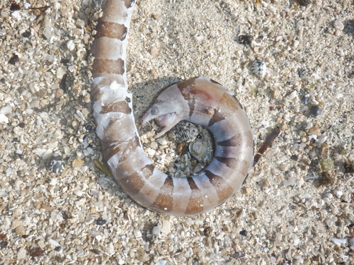 Banded moray (Gymnothorax rueppelliae) — Muraenidae — 3