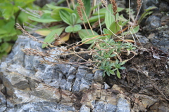 Draba hirta
