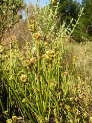 Thesium capitatum