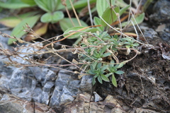 Draba hirta