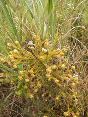 Thesium scabrum