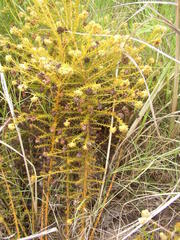 Thesium scabrum