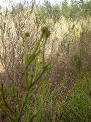 Thesium capitatum