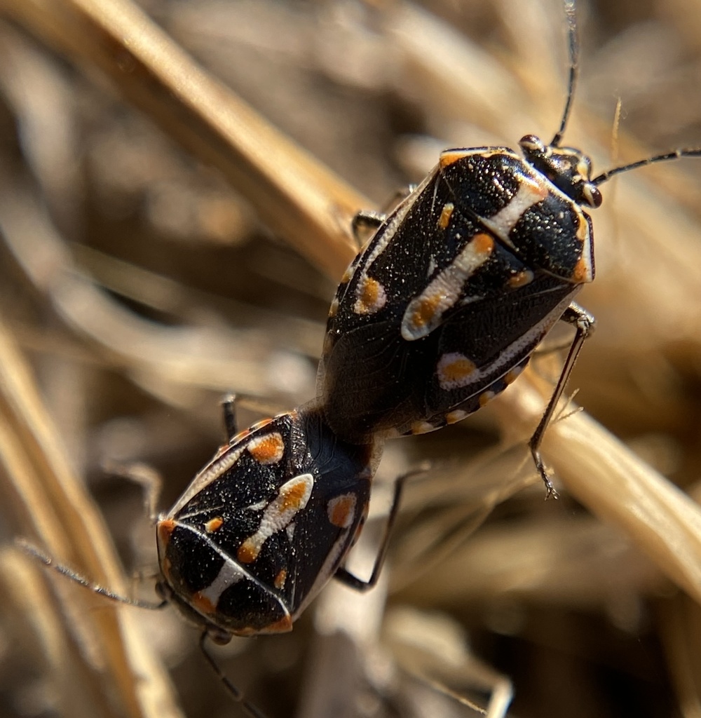 Bagrada Bug From Mission Trails Regional Park, San Diego, Ca, Us On 