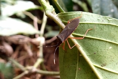 Leptoscelis elongator