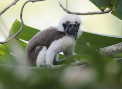 Saguinus oedipus