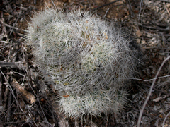 Escobaria dasyacantha