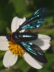 Cyananthrax cyanopterus