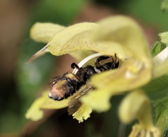 Megachile ligniseca