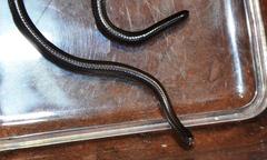 Leptotyphlopidae
