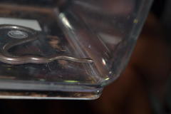 Leptotyphlopidae