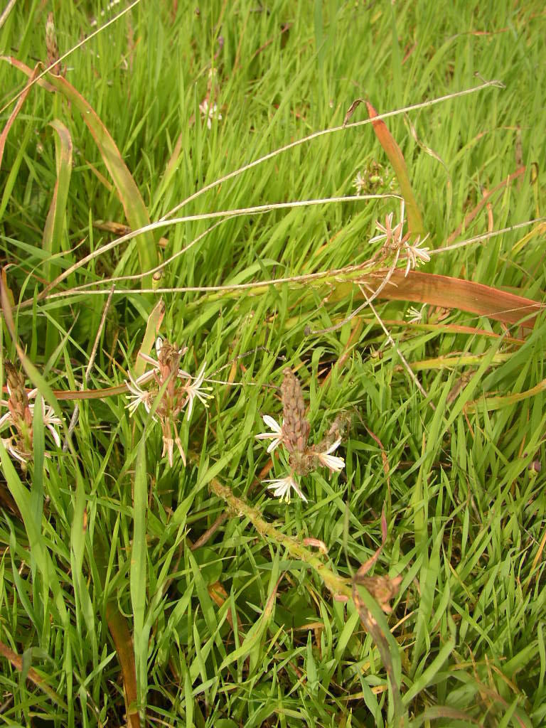 Trachyandra ciliata, Block A17 Tokai Park - Core site: Tokai Park Section Table Mountain National Park coordinates centroid of block