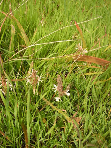 Trachyandra ciliata