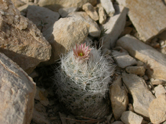 Escobaria duncanii