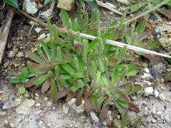 Plantago myosuros