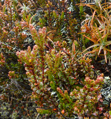 Epacris alpina