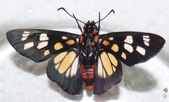 Abantis paradisea