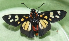 Abantis paradisea