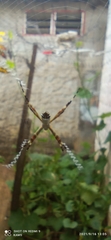 Argiope argentata
