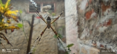 Argiope argentata