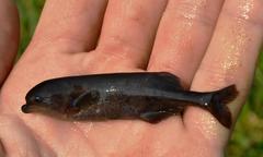 Marcusenius macrolepidotus
