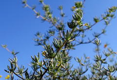 Aspalathus digitifolia